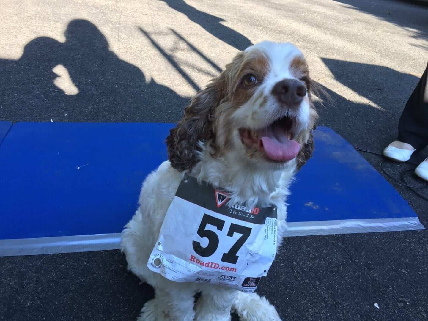 A happy dog wearing a number 57 tag at a competition.